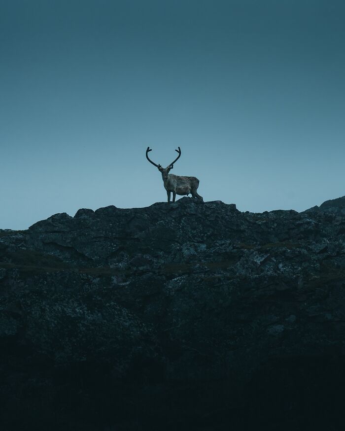 40 Wild Animal Pics That Feel Like Magical Nordic Stories