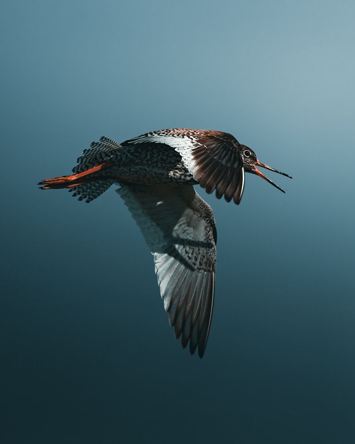 40 Wild Animal Pics That Feel Like Magical Nordic Stories