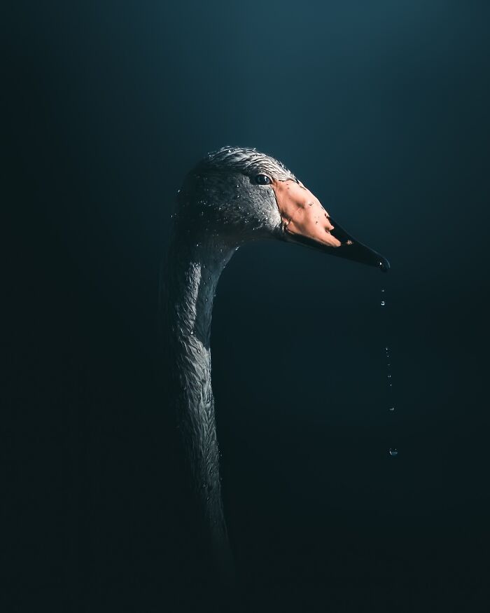 40 Wild Animal Pics That Feel Like Magical Nordic Stories