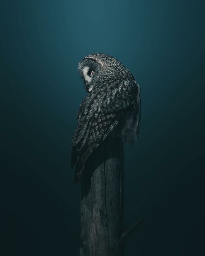 40 Wild Animal Pics That Feel Like Magical Nordic Stories