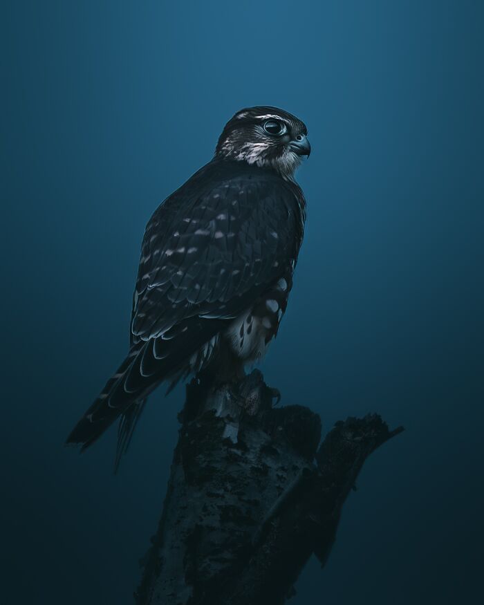 40 Wild Animal Pics That Feel Like Magical Nordic Stories