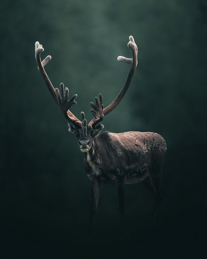 40 Wild Animal Pics That Feel Like Magical Nordic Stories