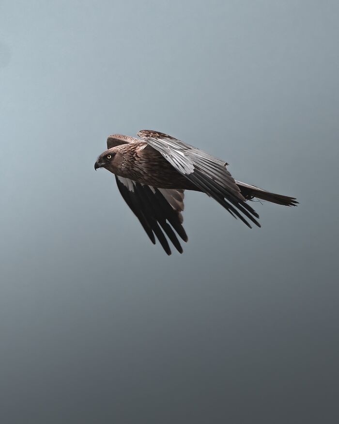40 Wild Animal Pics That Feel Like Magical Nordic Stories