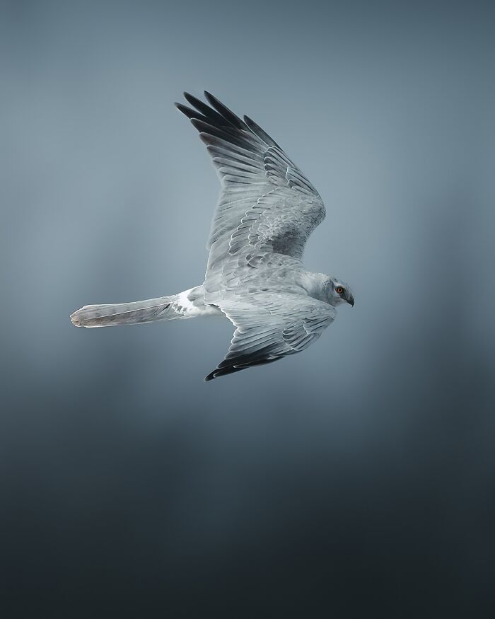 40 Wild Animal Pics That Feel Like Magical Nordic Stories