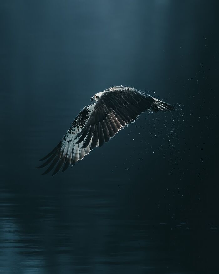 40 Wild Animal Pics That Feel Like Magical Nordic Stories