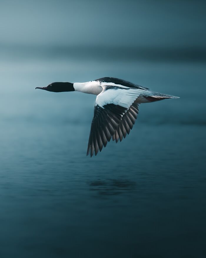 40 Wild Animal Pics That Feel Like Magical Nordic Stories