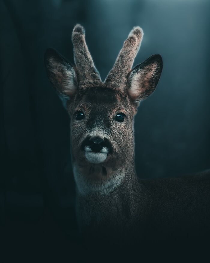 40 Wild Animal Pics That Feel Like Magical Nordic Stories