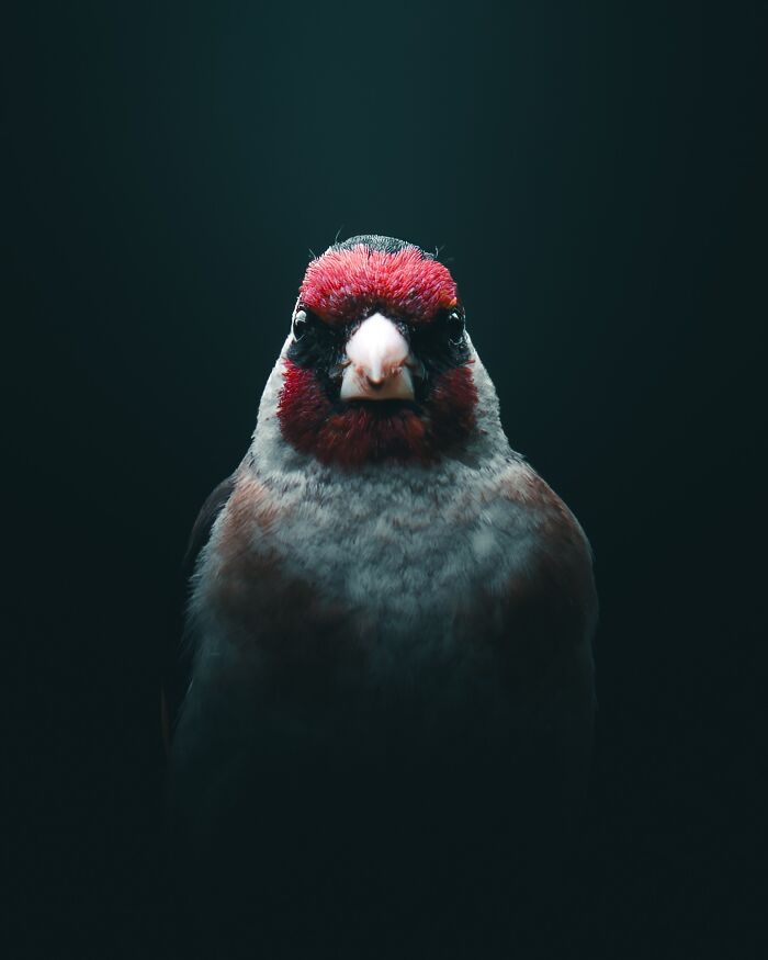 40 Wild Animal Pics That Feel Like Magical Nordic Stories