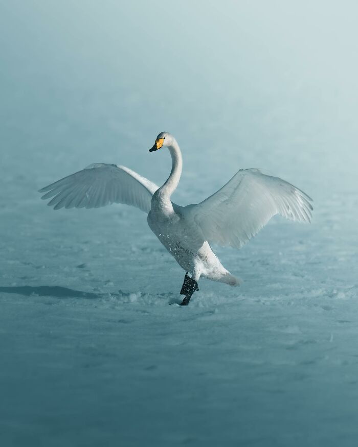 40 Wild Animal Pics That Feel Like Magical Nordic Stories