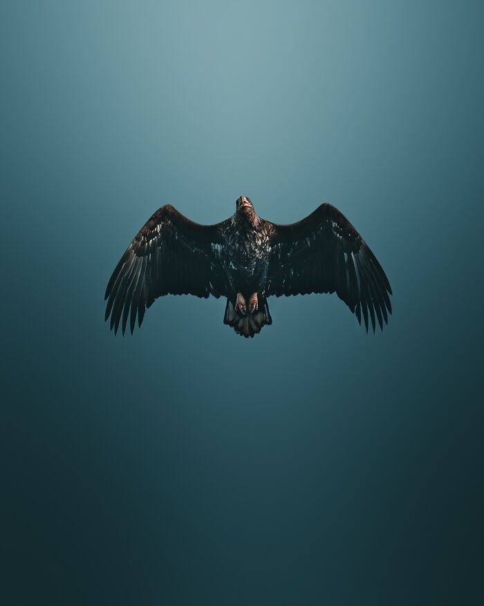 40 Wild Animal Pics That Feel Like Magical Nordic Stories