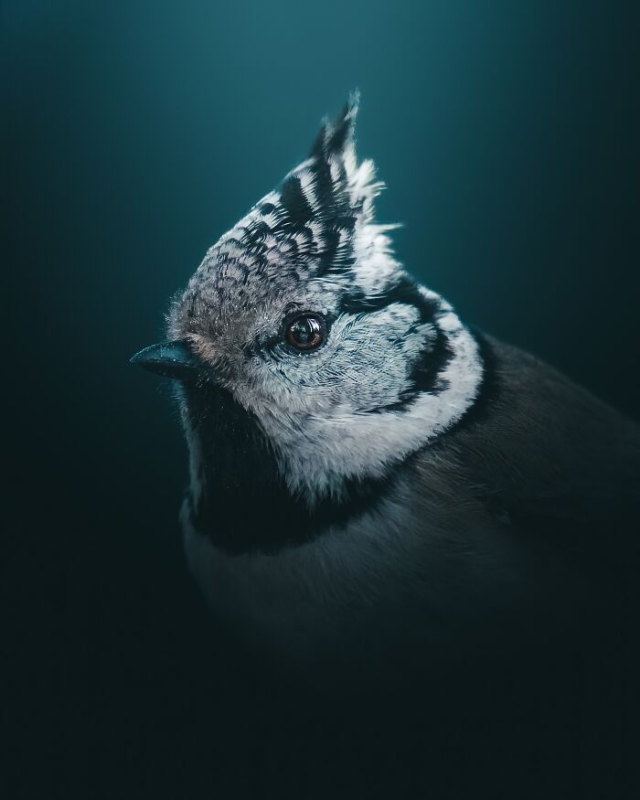 40 Wild Animal Pics That Feel Like Magical Nordic Stories