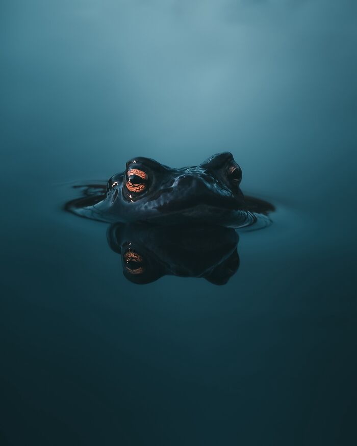 40 Wild Animal Pics That Feel Like Magical Nordic Stories