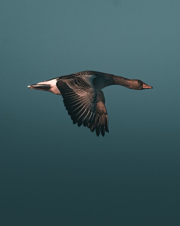 40 Wild Animal Pics That Feel Like Magical Nordic Stories