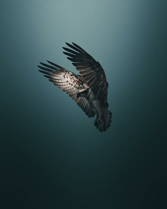 40 Wild Animal Pics That Feel Like Magical Nordic Stories