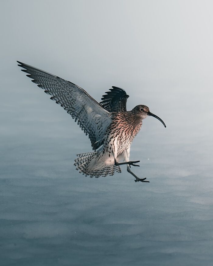 40 Wild Animal Pics That Feel Like Magical Nordic Stories