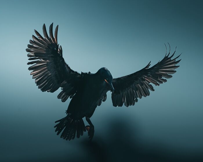 40 Wild Animal Pics That Feel Like Magical Nordic Stories