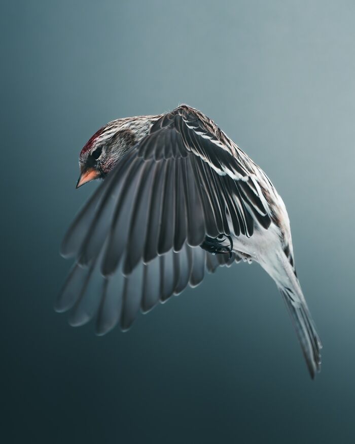 40 Wild Animal Pics That Feel Like Magical Nordic Stories