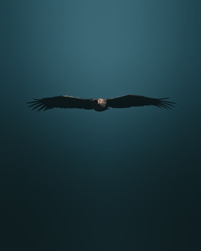 40 Wild Animal Pics That Feel Like Magical Nordic Stories