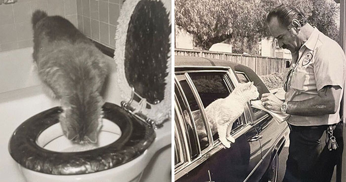 Vintage Cat Pics That Prove Cats Have Always Owned Us