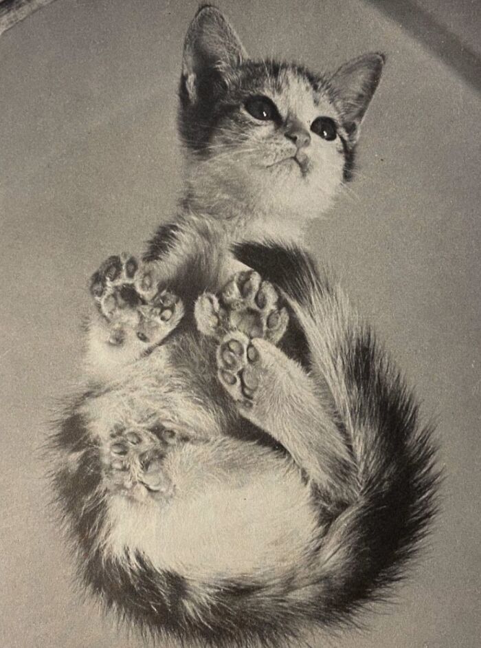 Vintage Cat Pics That Prove Cats Have Always Owned Us