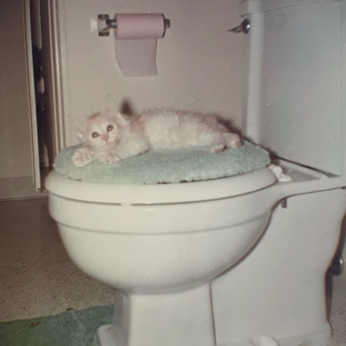 Vintage Cat Pics That Prove Cats Have Always Owned Us