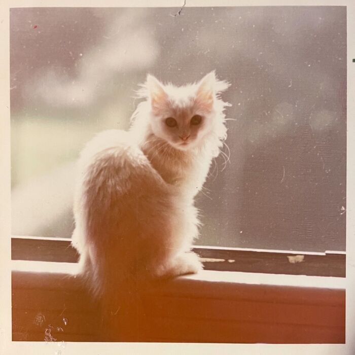 Vintage Cat Pics That Prove Cats Have Always Owned Us