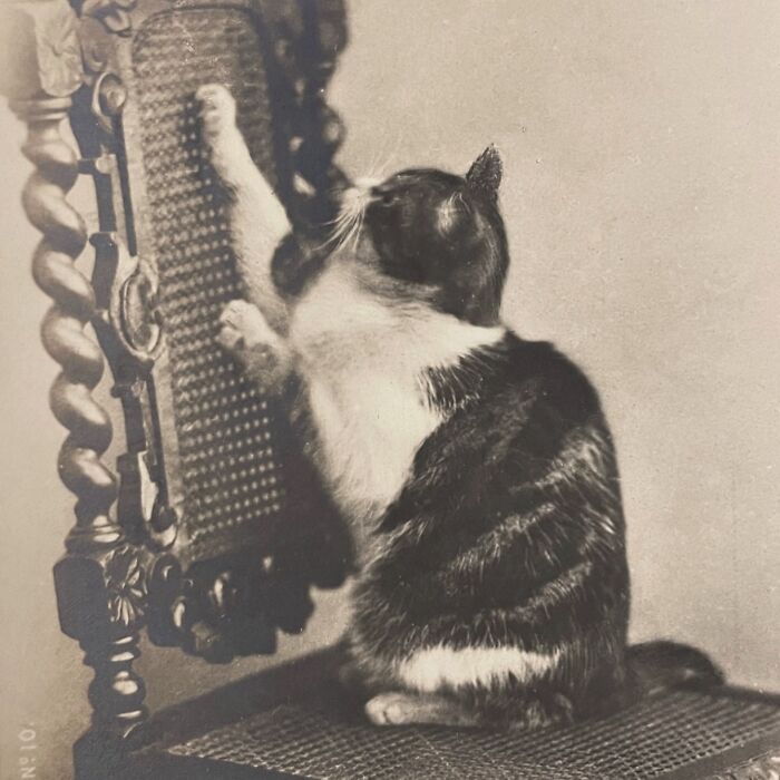 Vintage Cat Pics That Prove Cats Have Always Owned Us