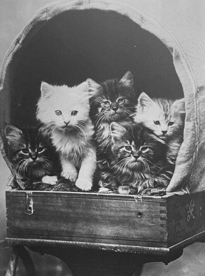 Vintage Cat Pics That Prove Cats Have Always Owned Us