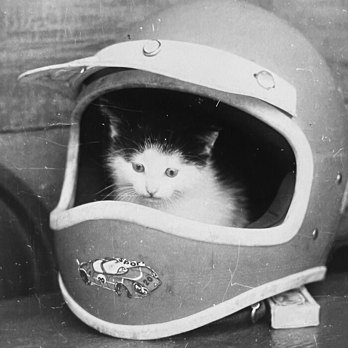 Vintage Cat Pics That Prove Cats Have Always Owned Us