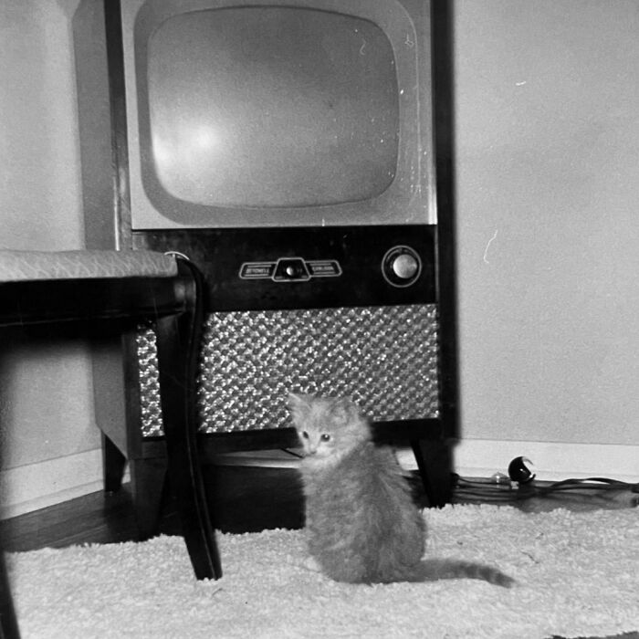 Vintage Cat Pics That Prove Cats Have Always Owned Us
