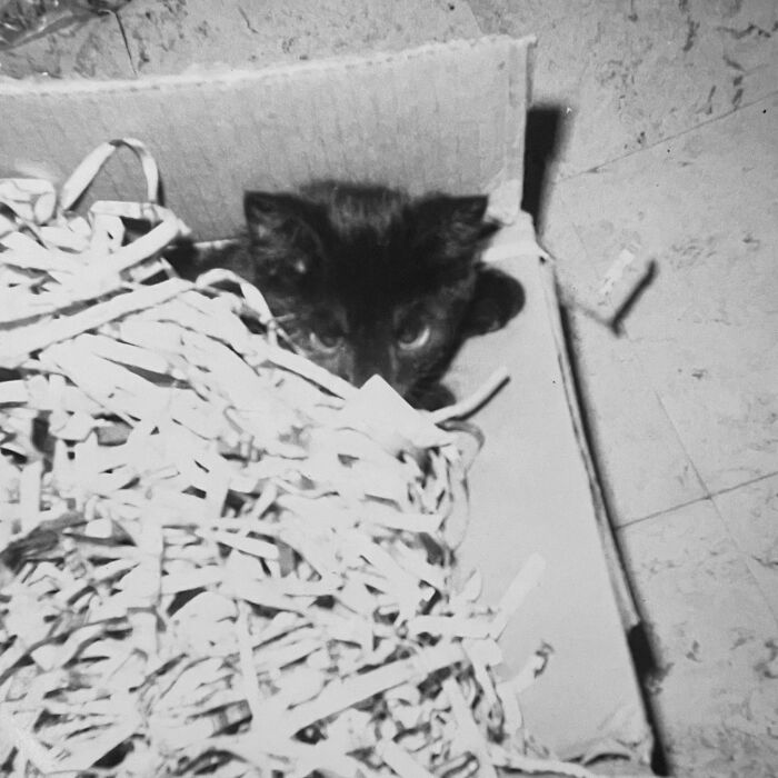 Vintage Cat Pics That Prove Cats Have Always Owned Us