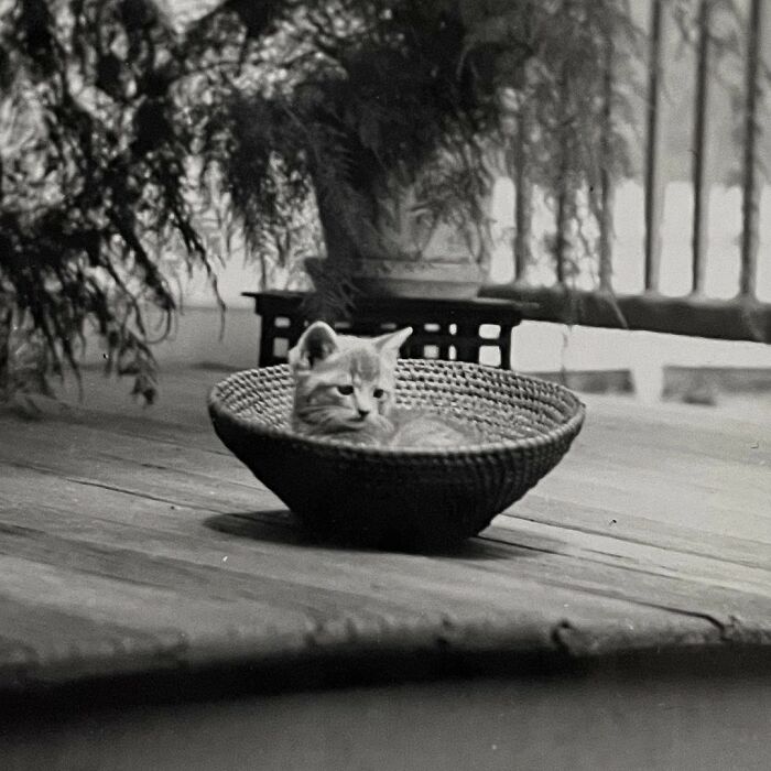 Vintage Cat Pics That Prove Cats Have Always Owned Us