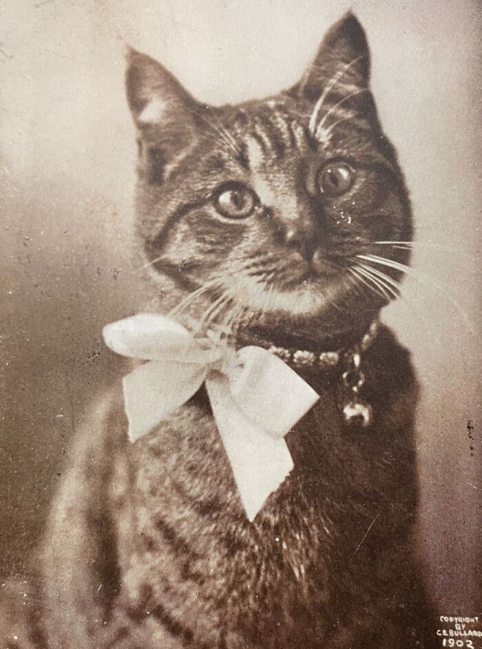 Vintage Cat Pics That Prove Cats Have Always Owned Us