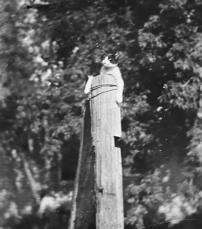 Vintage Cat Pics That Prove Cats Have Always Owned Us