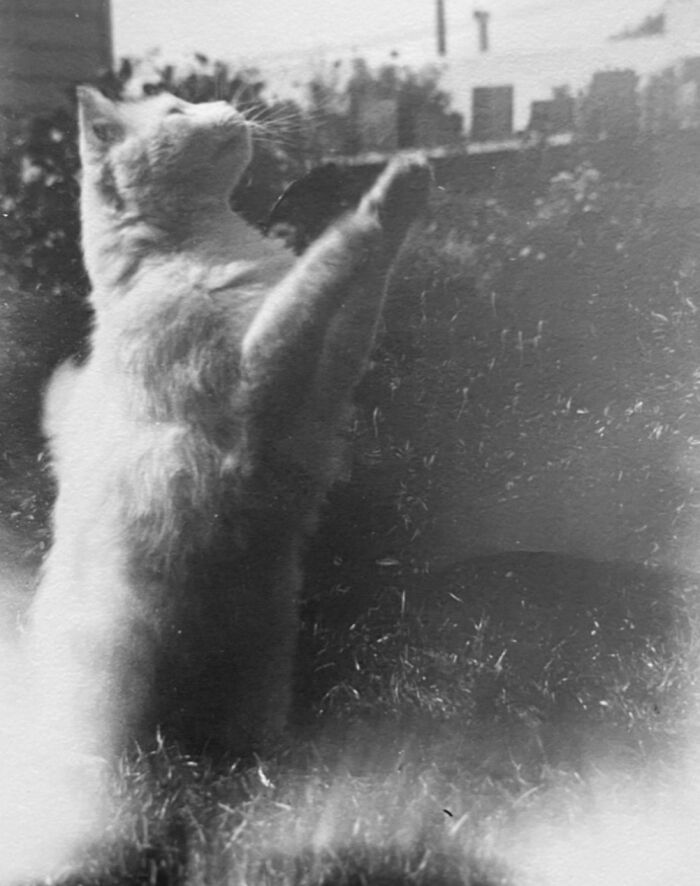 Vintage Cat Pics That Prove Cats Have Always Owned Us