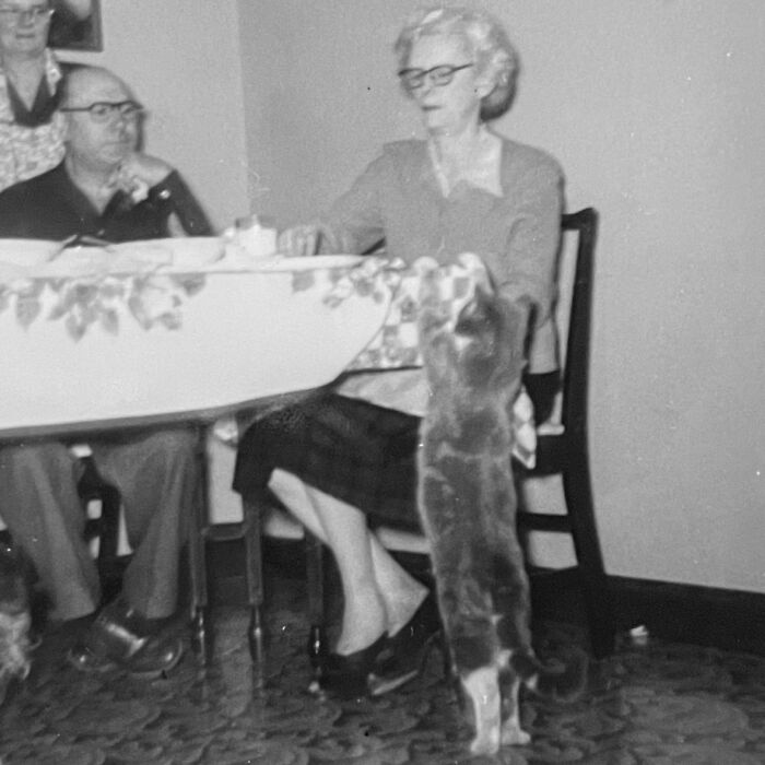 Vintage Cat Pics That Prove Cats Have Always Owned Us