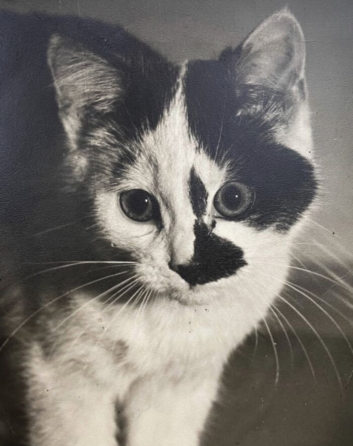 Vintage Cat Pics That Prove Cats Have Always Owned Us