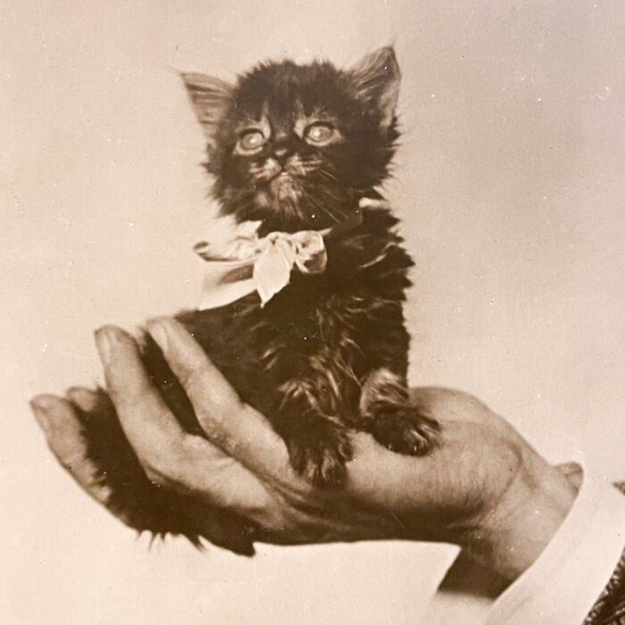 Vintage Cat Pics That Prove Cats Have Always Owned Us