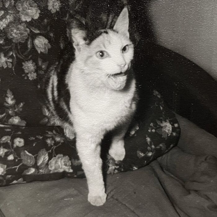 Vintage Cat Pics That Prove Cats Have Always Owned Us