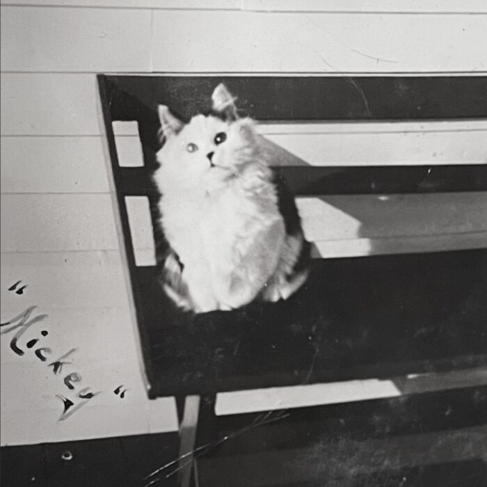 Vintage Cat Pics That Prove Cats Have Always Owned Us