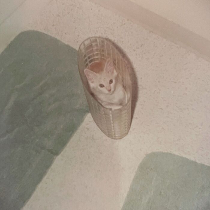 Vintage Cat Pics That Prove Cats Have Always Owned Us