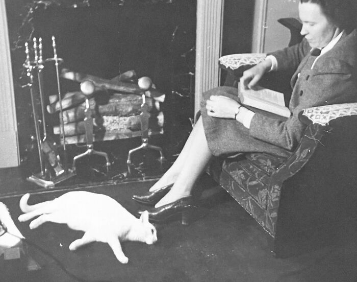 Vintage Cat Pics That Prove Cats Have Always Owned Us