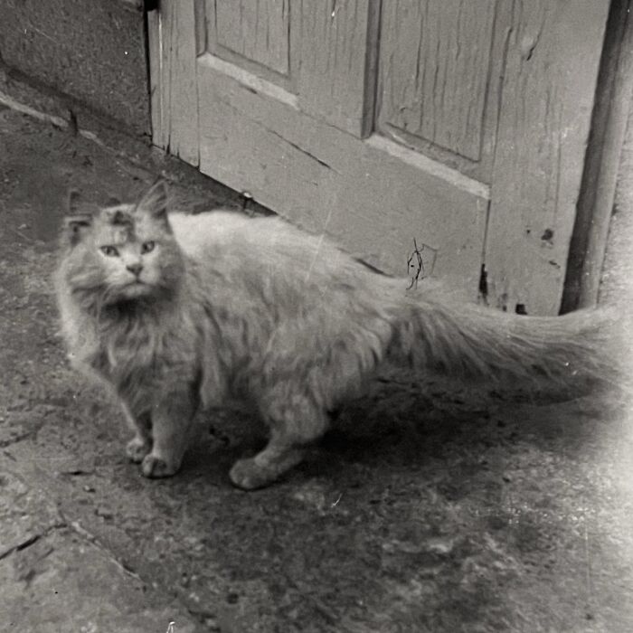 Vintage Cat Pics That Prove Cats Have Always Owned Us