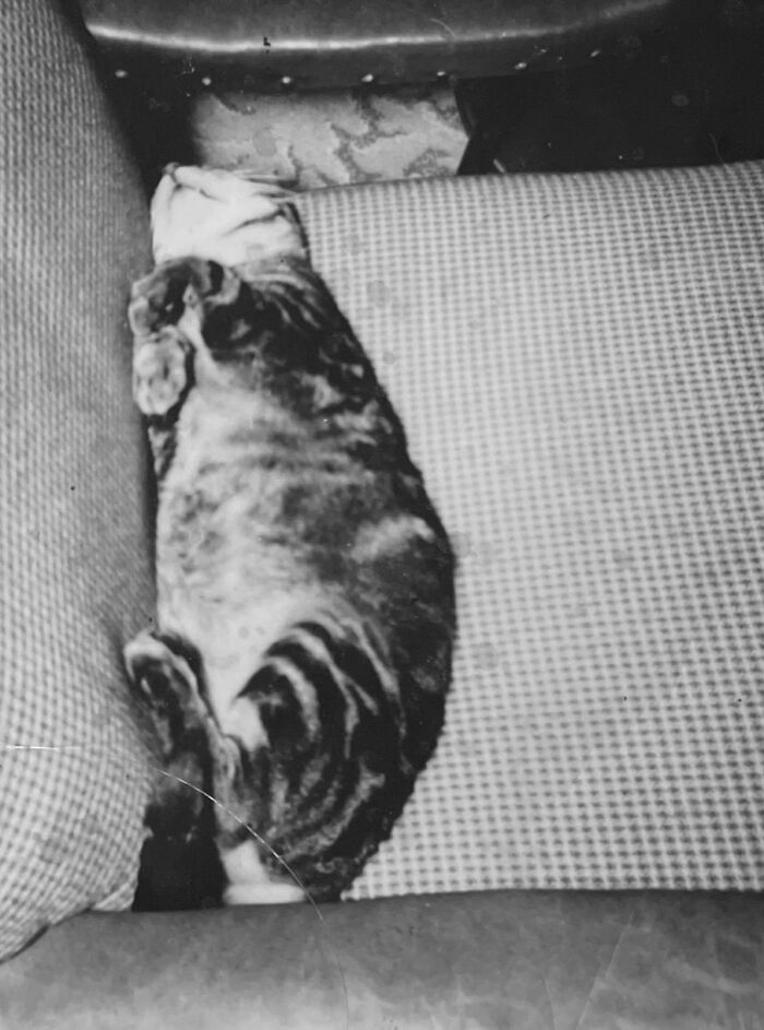 Vintage Cat Pics That Prove Cats Have Always Owned Us