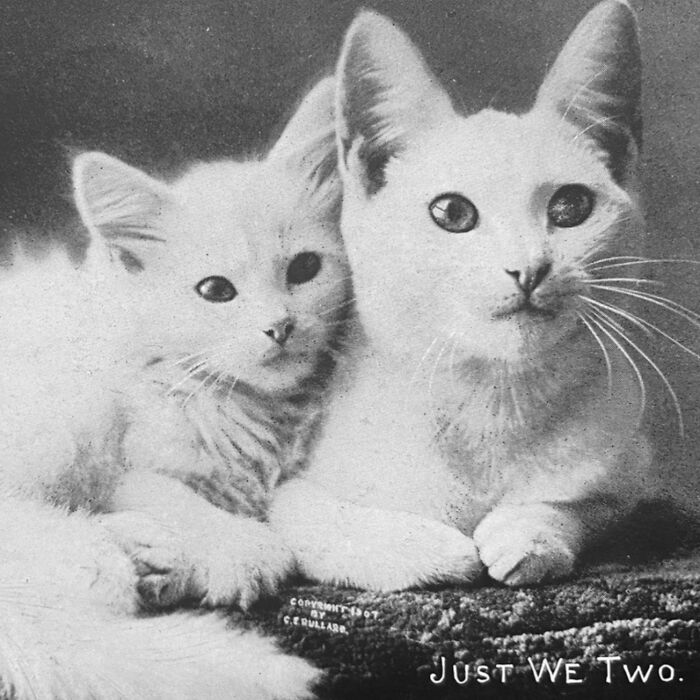 Vintage Cat Pics That Prove Cats Have Always Owned Us