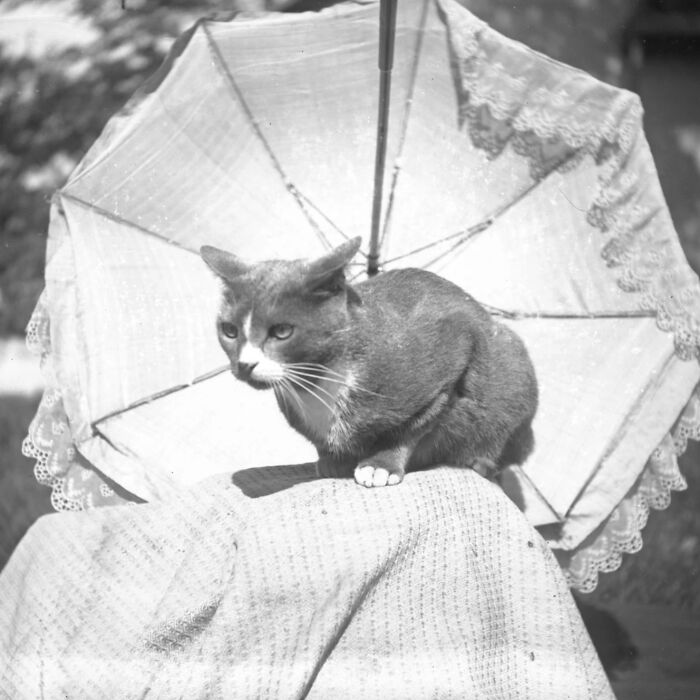 Vintage Cat Pics That Prove Cats Have Always Owned Us