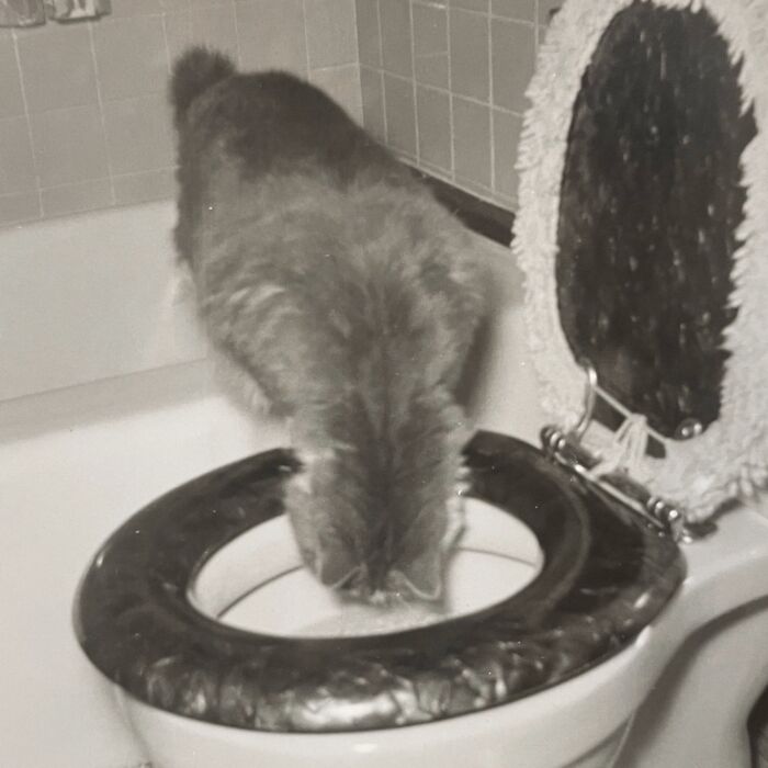 Vintage Cat Pics That Prove Cats Have Always Owned Us