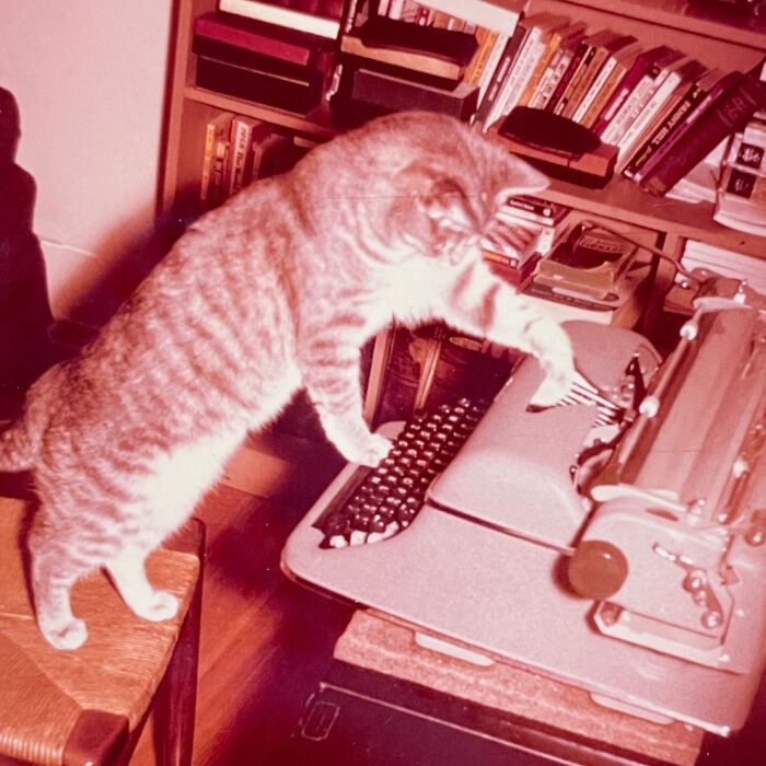 Vintage Cat Pics That Prove Cats Have Always Owned Us