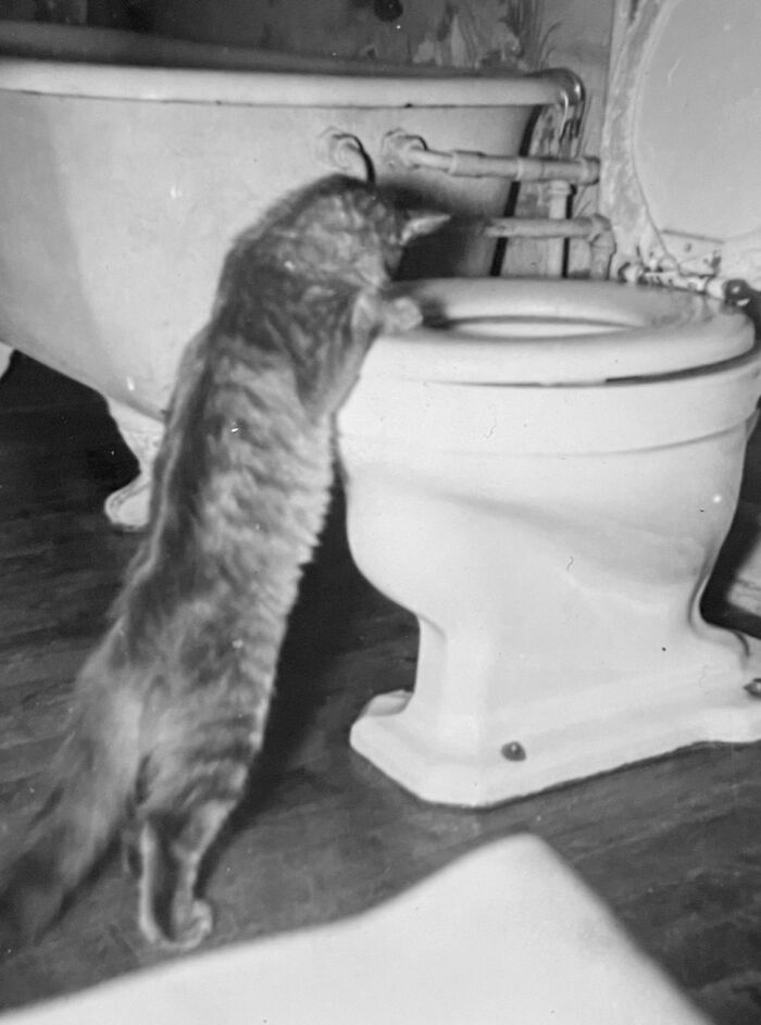 Vintage Cat Pics That Prove Cats Have Always Owned Us