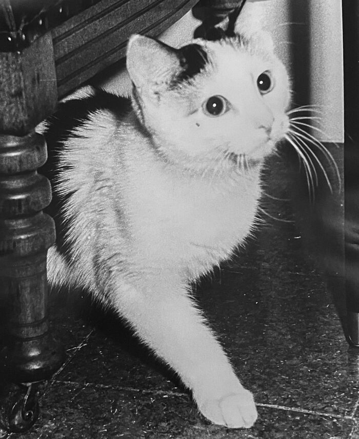 Vintage Cat Pics That Prove Cats Have Always Owned Us